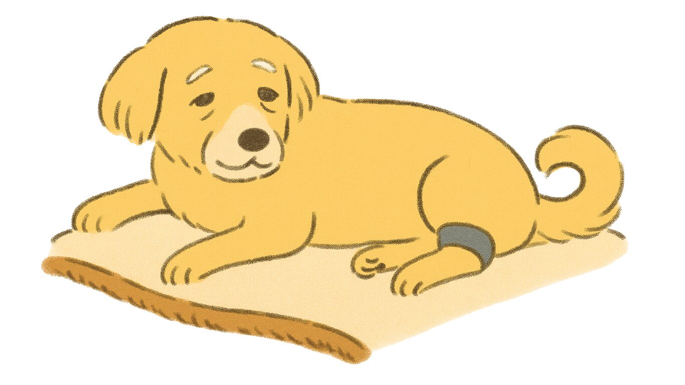 横たわっている老犬の画像
