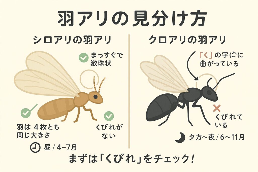 シロアリ?クロアリ?羽アリの見分け方