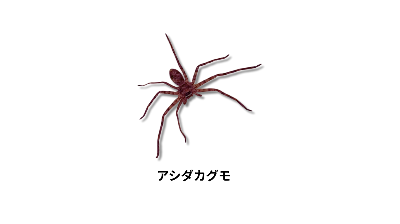 アシダカグモ画像