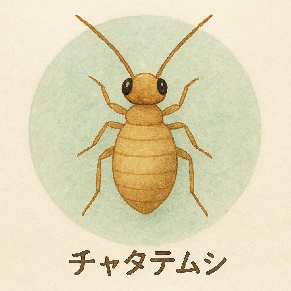 チャタテムシの画像