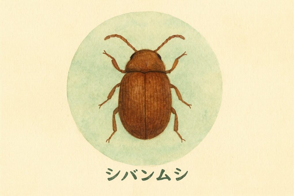 シバンムシの画像