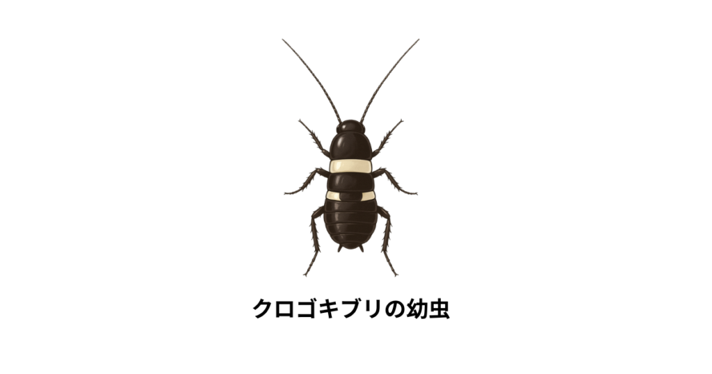 クロゴキブリの幼虫画像