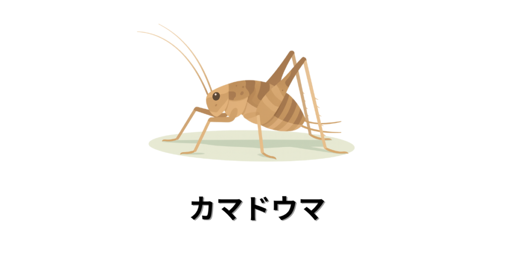 カマドウマの画像