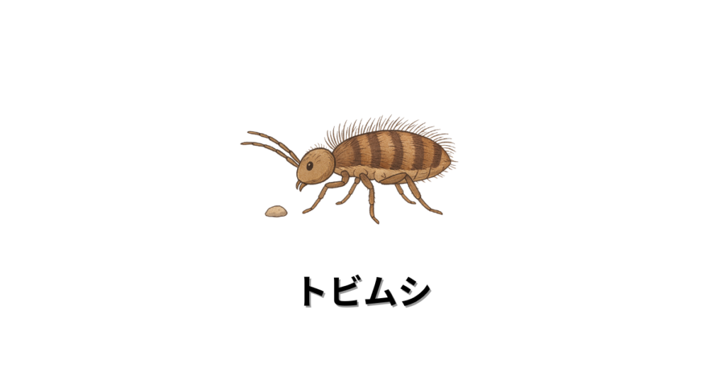 トビムシ画像