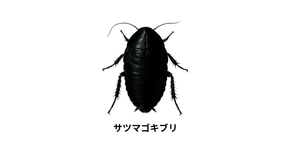 サツマゴキブリ画像