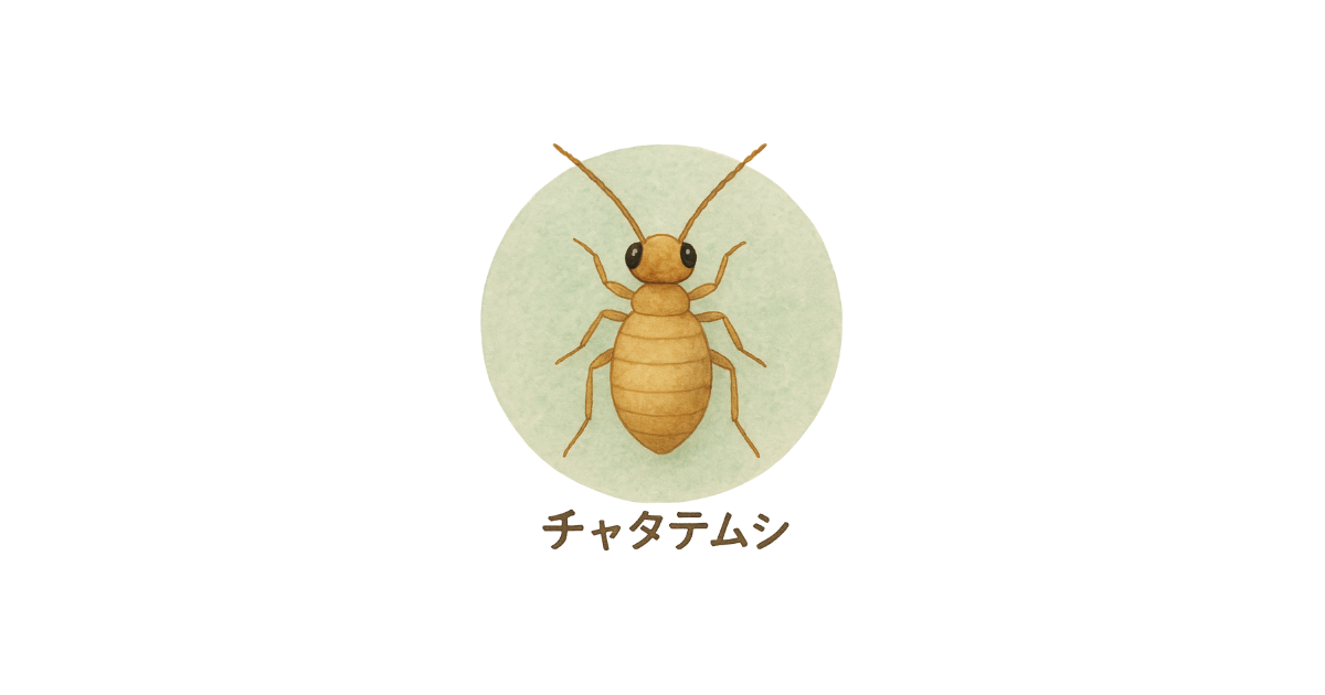 チャタテムシの画像