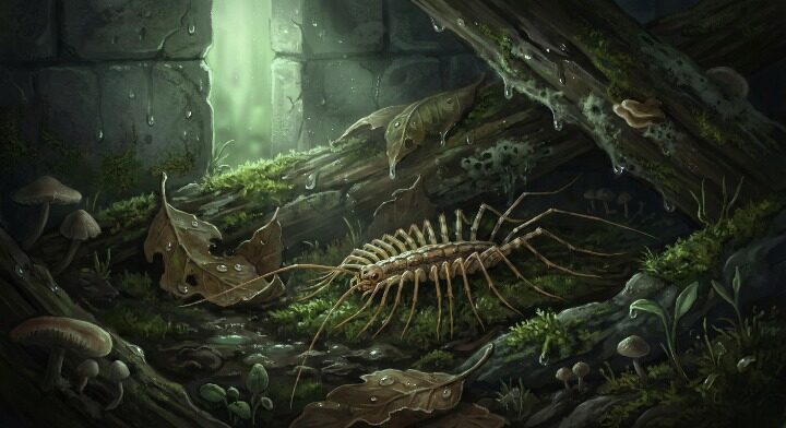 ゲジゲジは、暗くてジメジメした場所が大好き