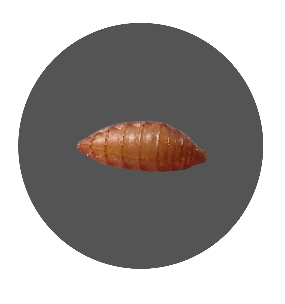 コバエのさなぎ画像