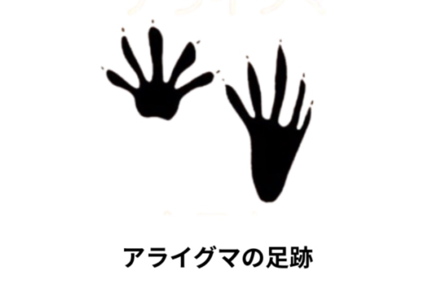 アライグマの足跡