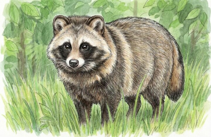 たぬきのイラスト