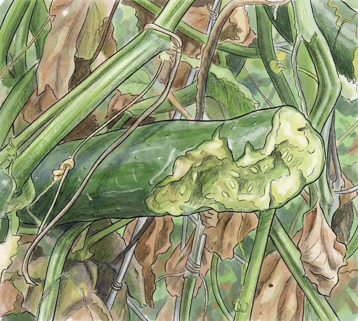 ハクビシン被害にあったキュウリ
