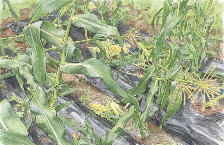 ハクビシンによるトウモロコシ被害