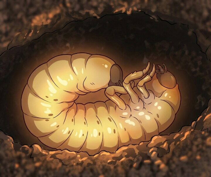 地中にいるコガネムシの幼虫のイラスト