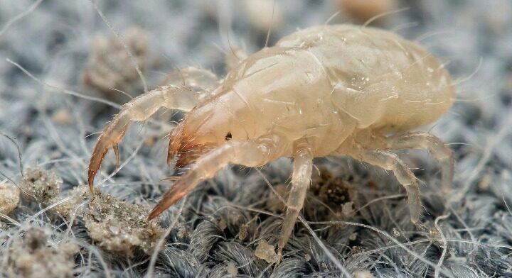 ツメダニの画像