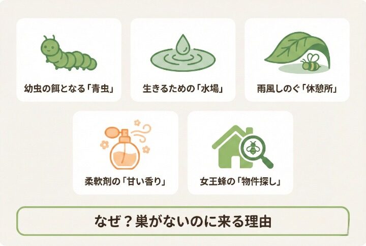アシナガバチが巣がないのに集まる5つの原因