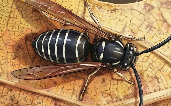 地蜂のイラスト