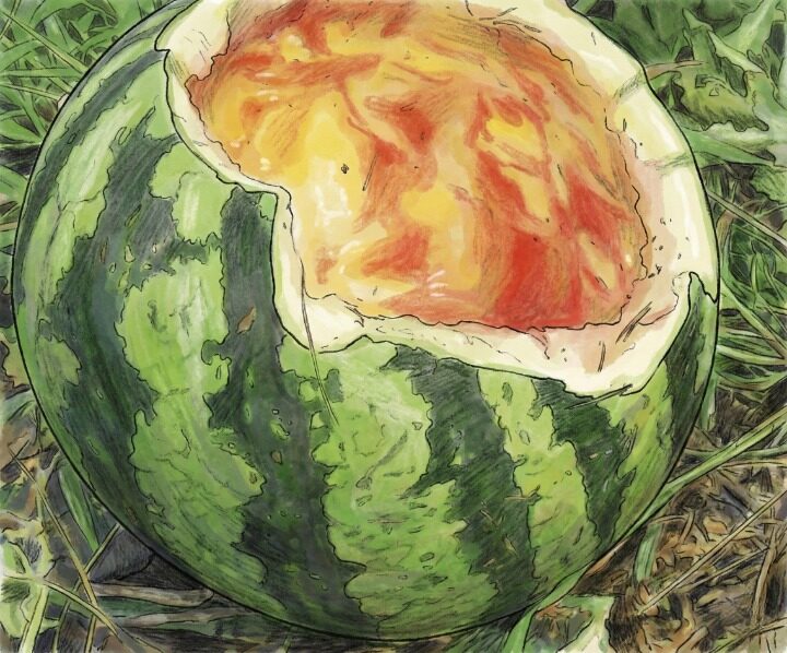 ハクビシン被害にあったスイカの画像