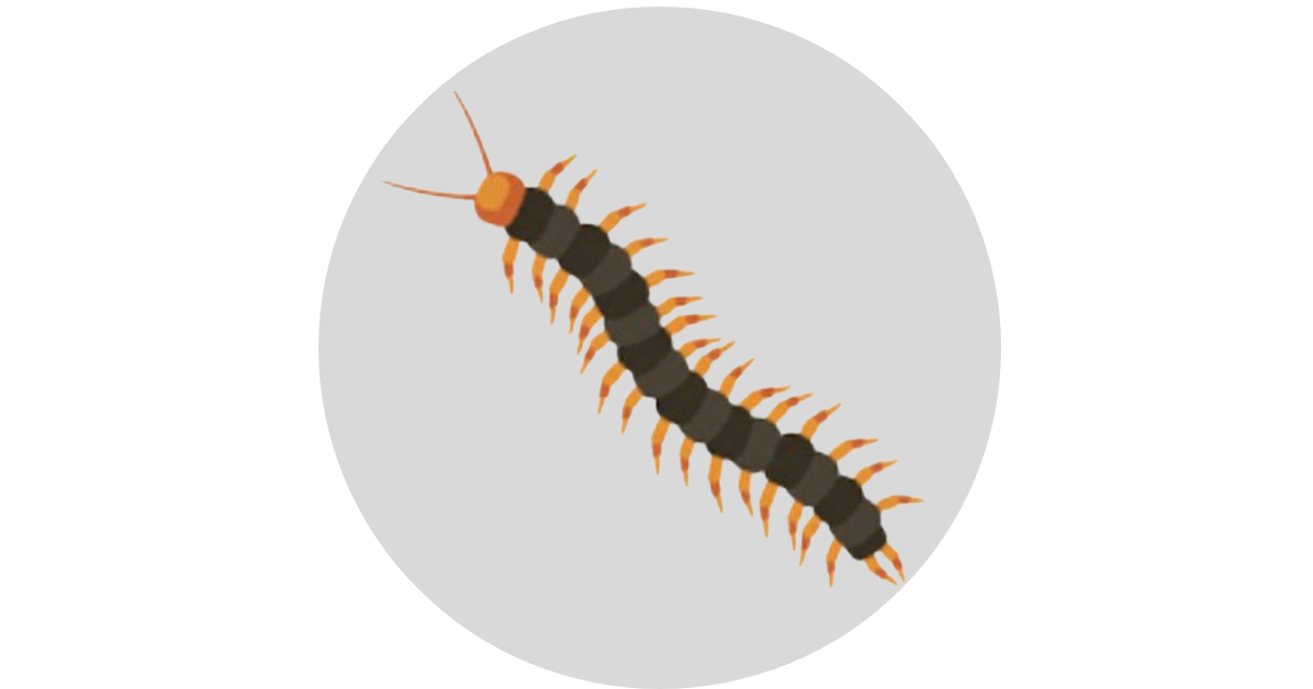 ムカデのイラスト