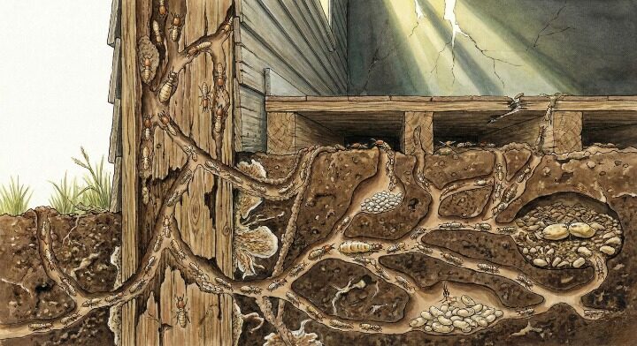 シロアリの巣断面図