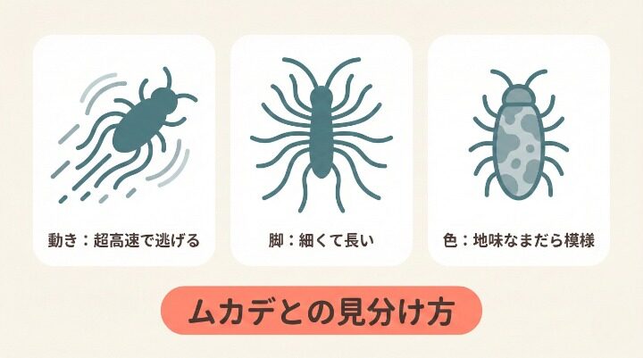 危険なムカデとの見分け方！動きと見た目の3つの違い