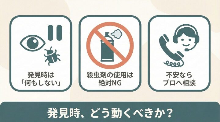 【状況別】女王を見つけた・潰してしまった時の正しい対処法