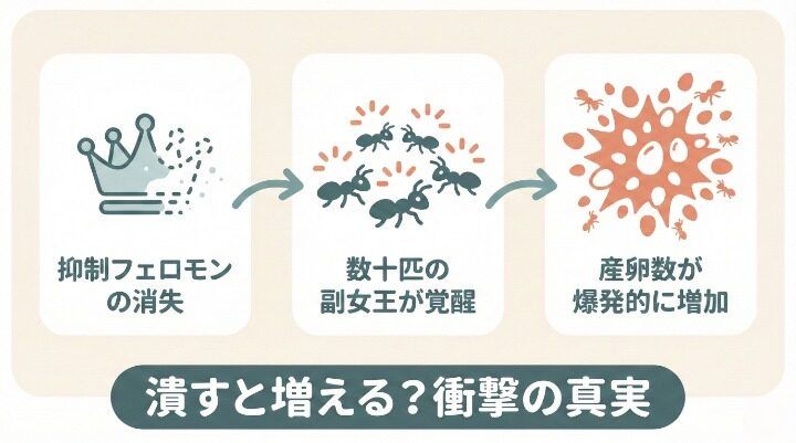 シロアリ女王を潰すのは逆効果!巣が滅びない3つの理由