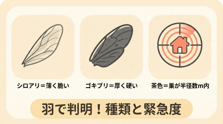 落ちている羽の正体を識別!種類と危険度をチェック
