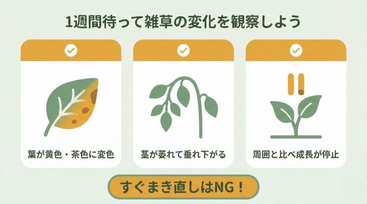 雨が降ったあとの再散布の判断基準と対処法