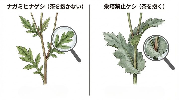 栽培禁止のケシとの違いと法律の注意点