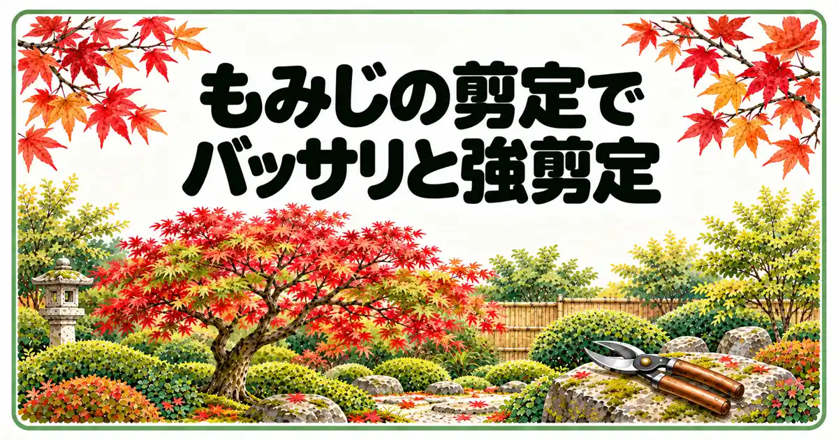 もみじの剪定でバッサリと強剪定
