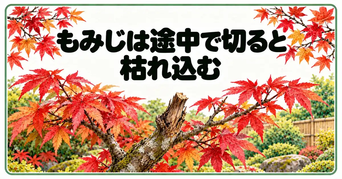 もみじは途中で切ると枯れ込む