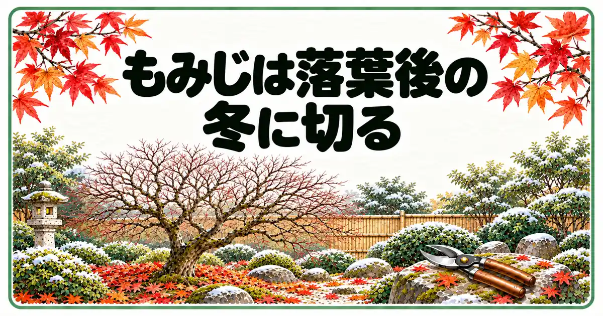 もみじは落葉後の冬に切る