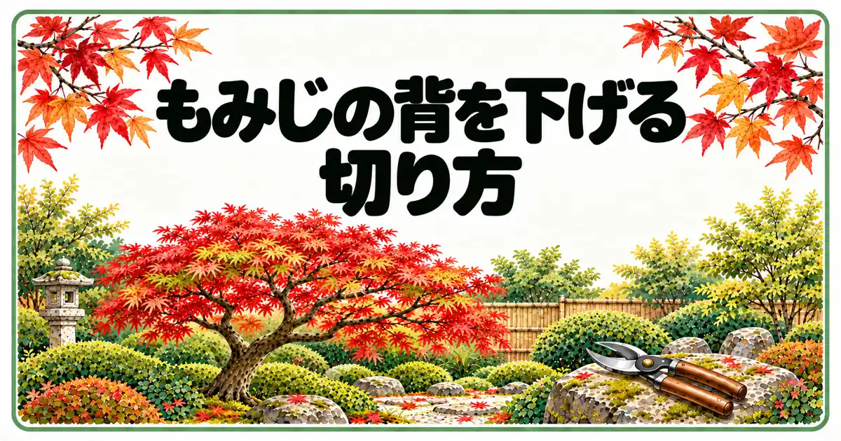 もみじの背を下げる切り方