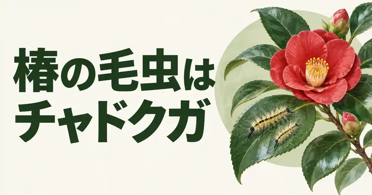 椿の毛虫はチャドクガ