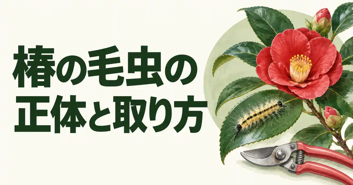椿の毛虫の正体と取り方