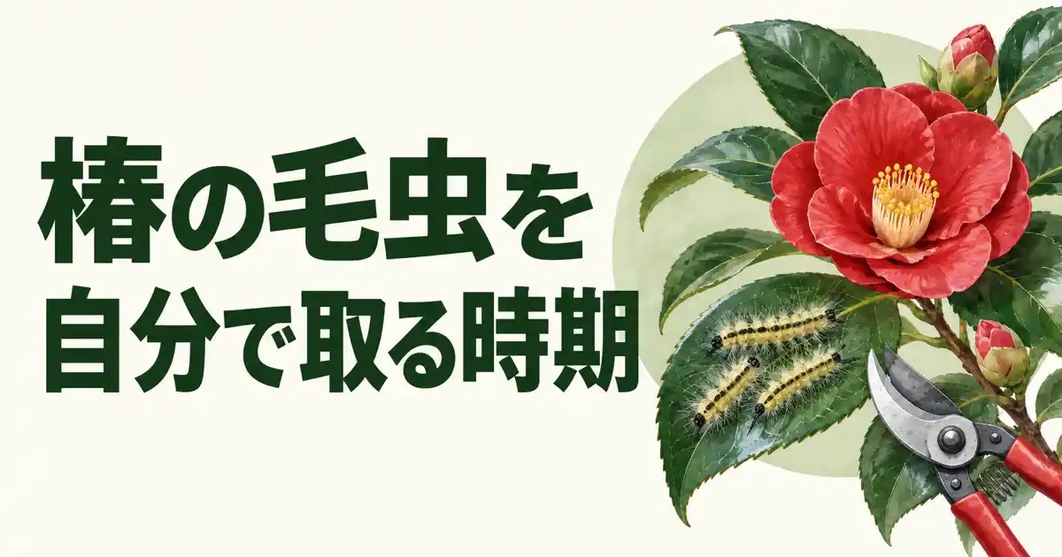 椿の毛虫を自分で取る時期