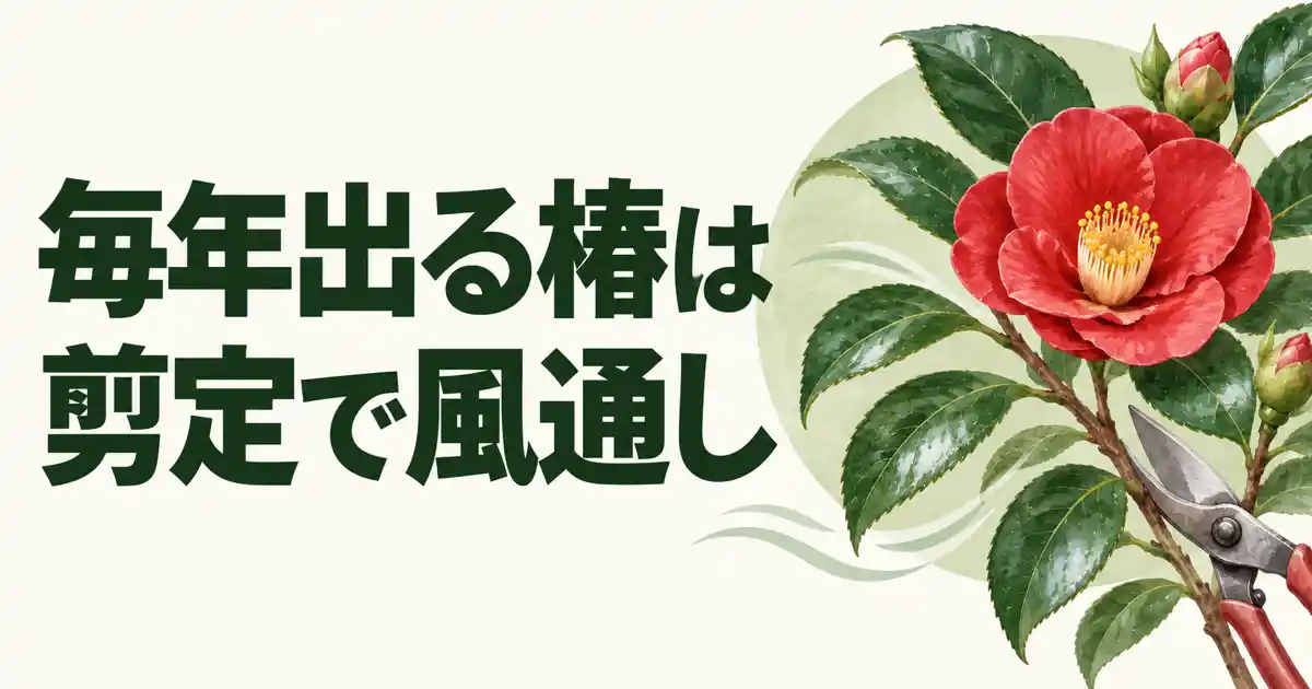 毎年出る椿は剪定で風通し