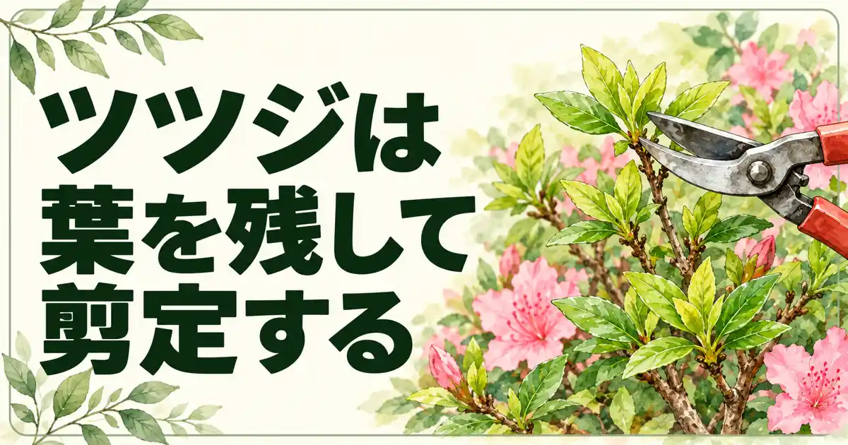 ツツジは葉を残して剪定する