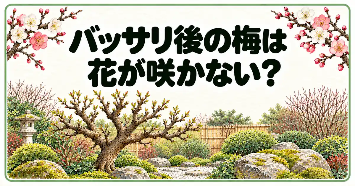 バッサリ後の梅は花が咲かない?