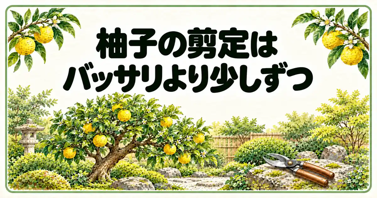 柚子の剪定はバッサリより少しずつ