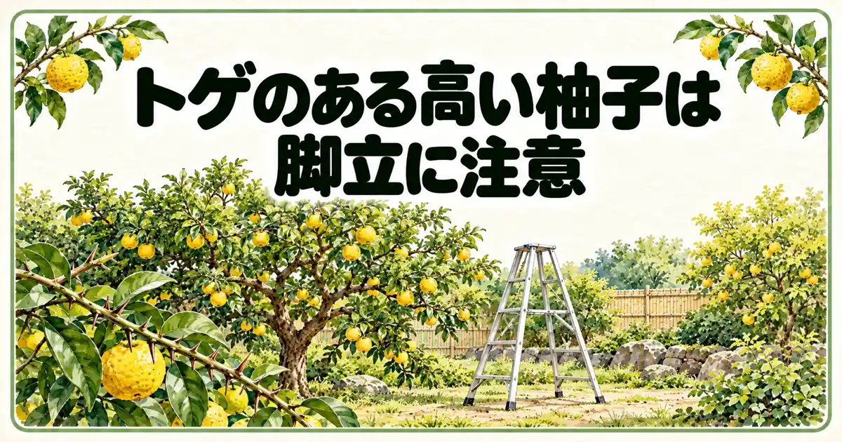 トゲのある高い柚子は脚立に注意